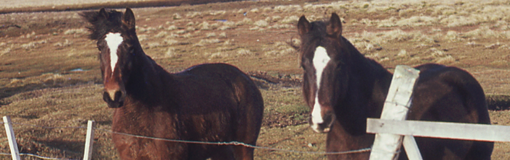 FALKLANDS HORSE HEAD MARKINGS